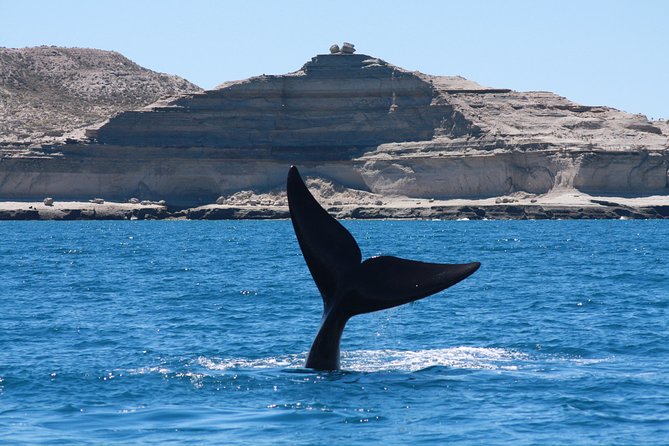 Peninsula Valdes & Estancia San Lorenzo Full Day Tour - Good To Know