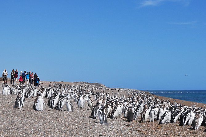 Peninsula Valdes Penguin Exploration & Punta Norte - About Your Stay