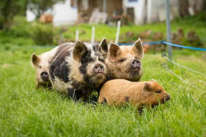 Pigs Are Petting in the Waldviertel - Key Points