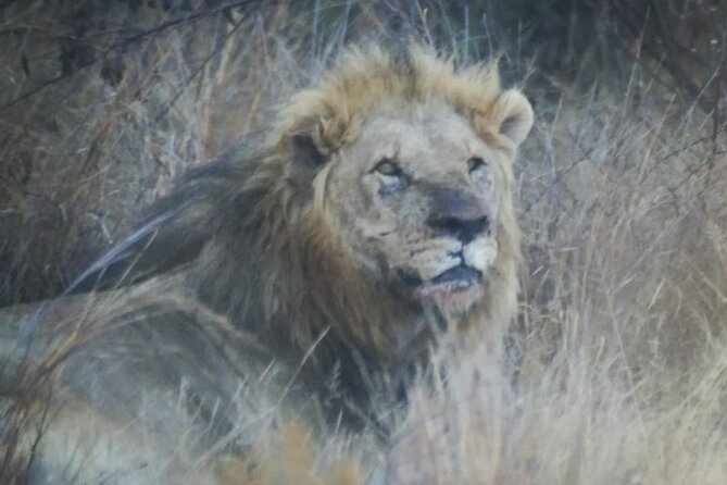 Pilanesberg National Park Safari, BIG 5 Full Day - Good To Know