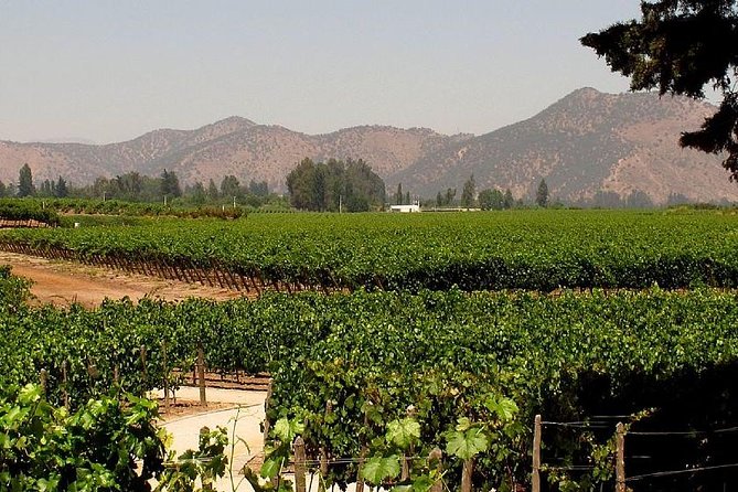 Premium Wine & Cheese Half Day Trip to Concha Y Toro Vineyard From Santiago - Good To Know