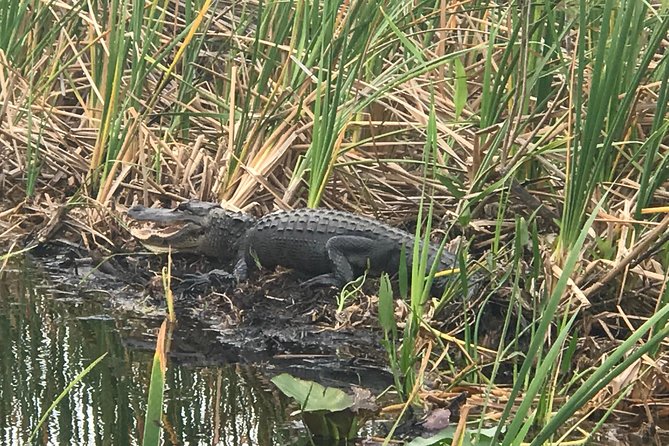 Private 2-Hour Airboat Tour of Miami Everglades - Good To Know