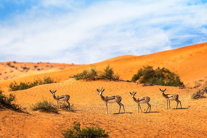 Private 4x4 Sunset Desert Drive With Wildlife Experience - Good To Know