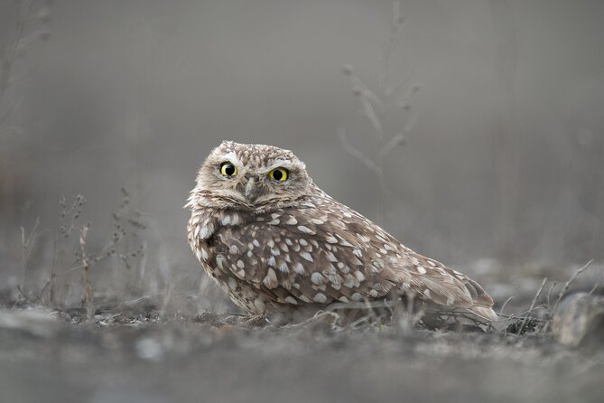 Private Birdwatching and Photography in Lomas De Lachay - About Your Stay