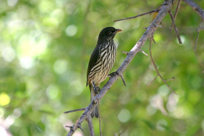 Private Birdwatching in Los Haitises National Park - Exploring Los Haitises National Park