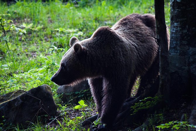 Private Brown Bear Watching Experience Near Odorheiu Secuiesc - Good To Know