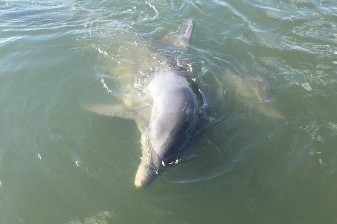 Private Charleston Dolphin and Eco Boat Tour - Good To Know
