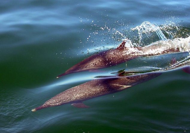 Private Charter Mega Yacht Limousine of the Sea Puerto Vallarta - Key Points