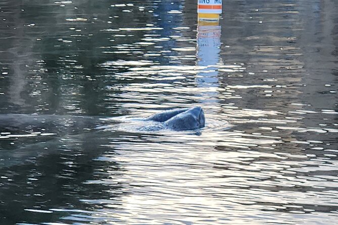 Private Crystal River Wildlife Boat Tour - Good To Know