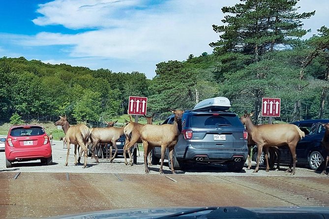 Private Day Tour to Wildlife Parc Omega and Montebello Lodge From Montreal - Good To Know