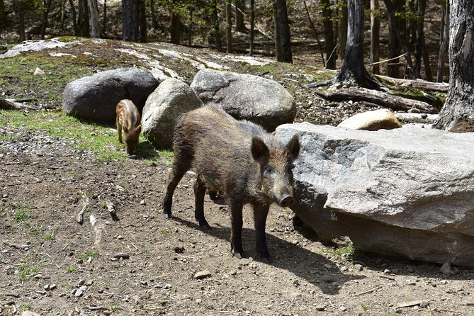 Private Day Trip to Parc Omega and Chateau Montebello From Montreal - Good To Know