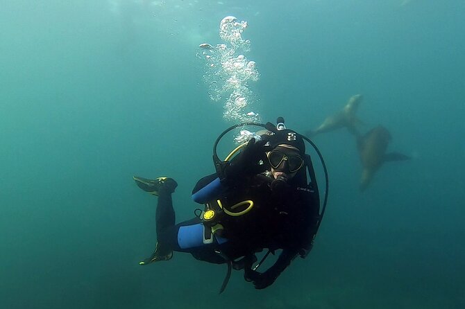Private Diving Experience With Sea Lions in Punta Loma - Good To Know