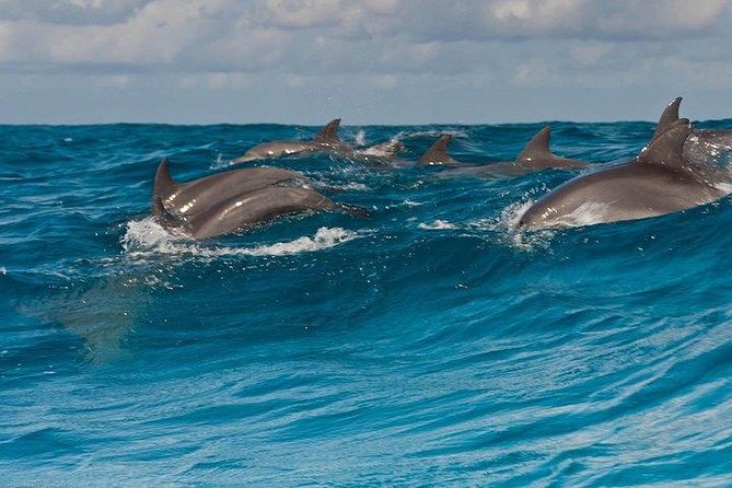 Private Dolphin Tour and Snorkeling at Mnemba Island Reef - Good To Know