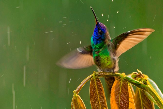 Private Excursion to Yanacocha Reserve- Bird Watch - Good To Know
