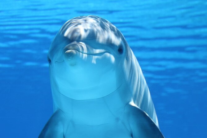 Private Full-Day: Dolphin & Monkey Jungle Adventure - Good To Know