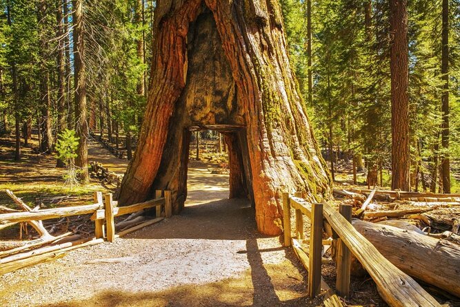 Private Giant Sequoia Grove Hike - Good To Know