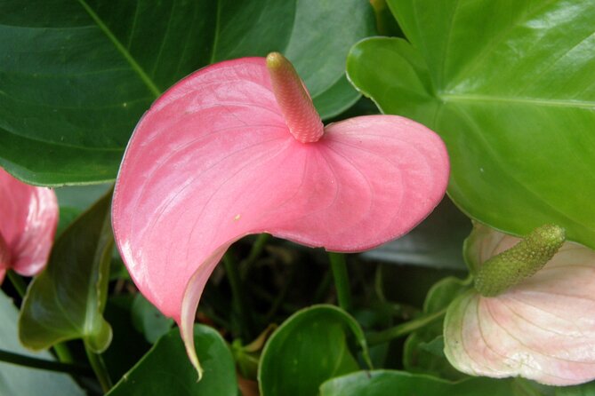 Private Glorious Gardens of Barbados - Tour Overview