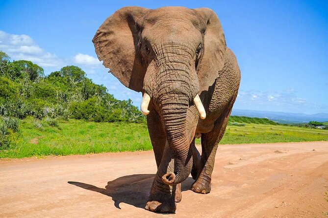 Private Half-Day Addo Elephant National Park Safari - Safari Overview