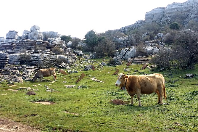 Private Hiking in El Torcal From Marbella or Malaga - Inclusions