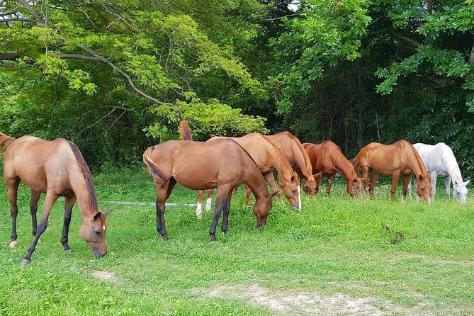 Private Horseback Riding, Swimming and Dunns River Falls Tour - Tour Overview