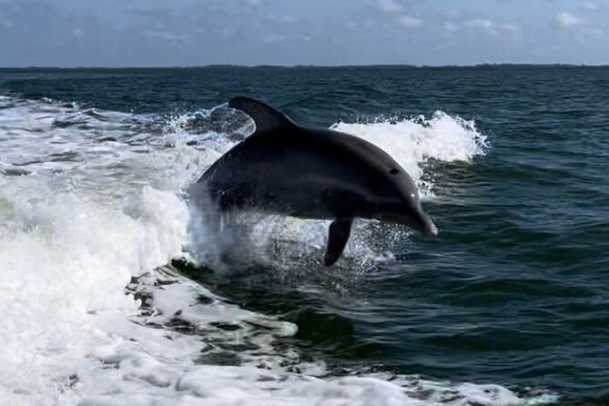 Private ONLY Dolphin Boat Tours - Good To Know