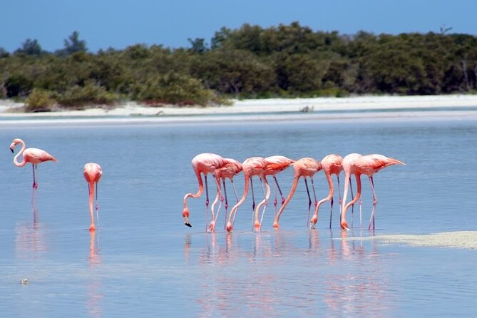 Private Rio Lagartos Flamingo and Pink Lakes - Key Points