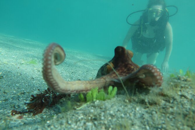 Private Scuba Diving Expert-Led Excursion Training With Tour - Good To Know