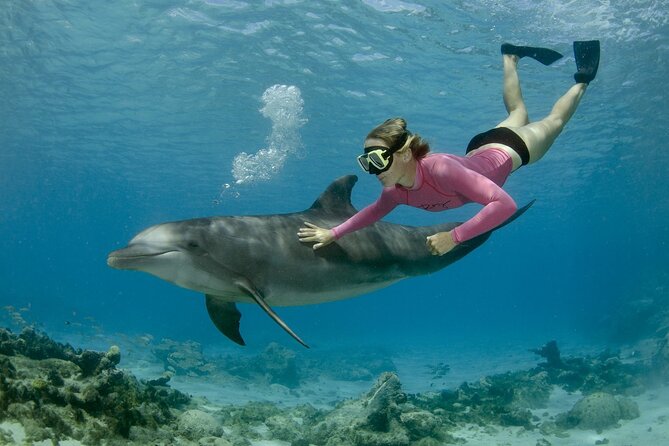 Private Speed Boat Snorkeling With Dolphins Trip - Hurghada - Good To Know