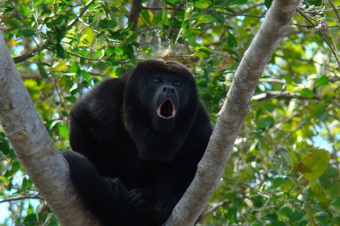 Private Tour of the Howling Monkey in Cerro Blanco Guayaquil - About Your Stay