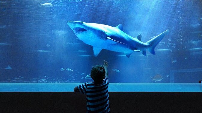 Private Tour - Olympic Boulevard + Aquarium - Good To Know