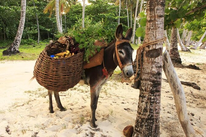 Private Transfer From Las Americas Inter. Airport to Samaná Las Galeras - Good To Know