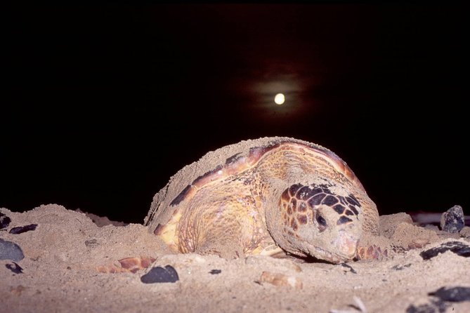Private Turtle Watching Experience - Good To Know