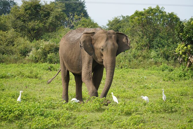 Private Udawalawe Safari Tour With Pickup From Bentota/Ahungalla - Good To Know