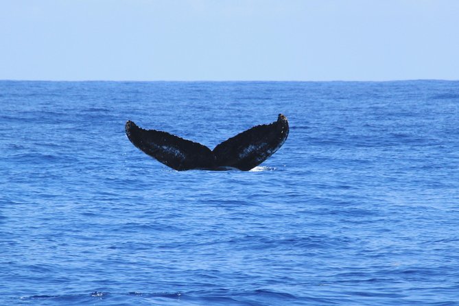 Private Whale Watching Charter (Grand Turk) - Good To Know