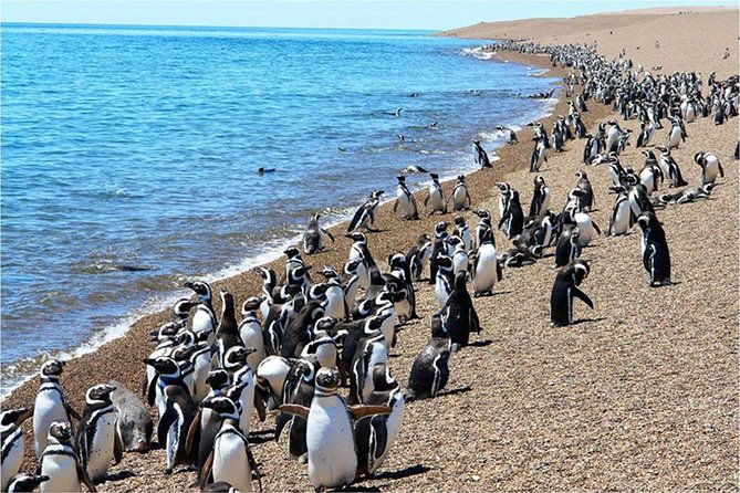 Puerto Madryn: Punta Tombo Full-Day Tour - About Your Stay