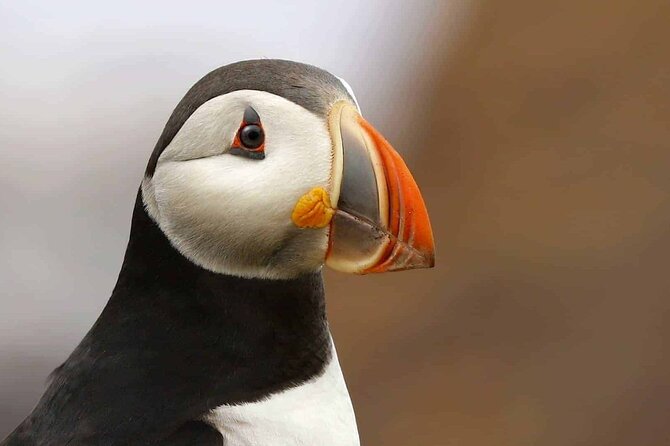 Puffin & Whale Boat Tour - Good To Know