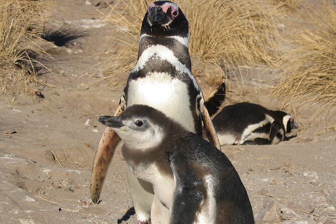 Punta Tombo Cruise Excursion With Penguins - About Your Stay