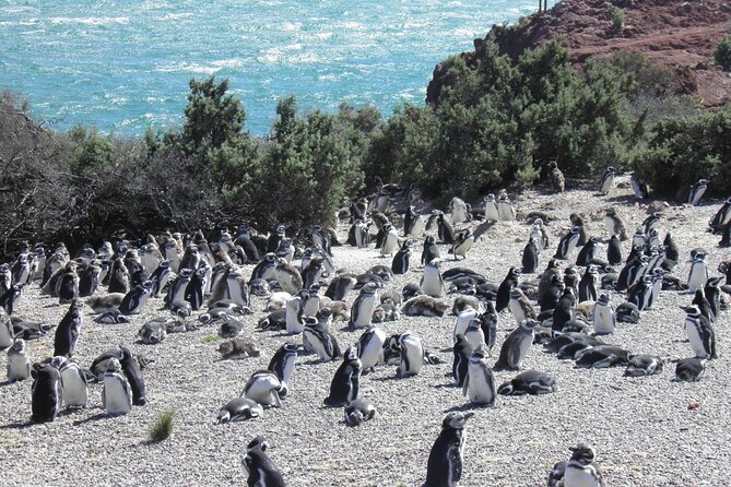 Punta Tombo for Cruises Walk Among Penguins - About Your Stay