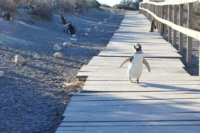 Punta Tombo - Full Day Tour or Shore Excursion - About Your Stay