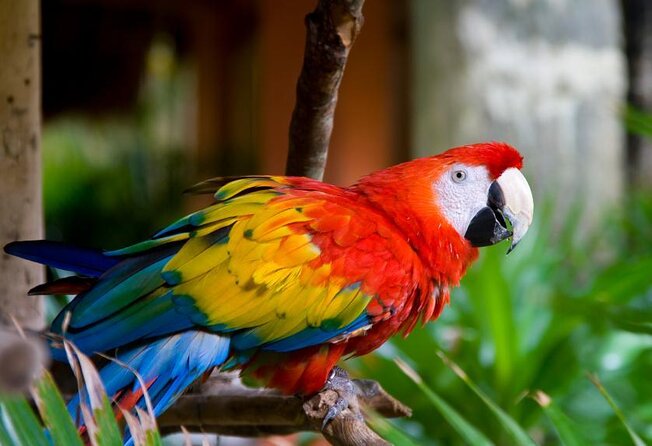 Puntarenas Shore Excursion: Rainforest Hanging Bridges, Skywalk Tour & Boat Tour - Good To Know