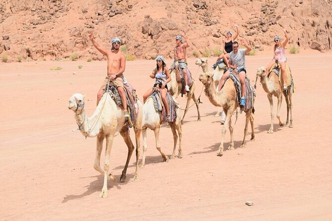 Quad Biking Safari-Camel Ride-Bedouin Dinner and Shows From Sharm - Tour Highlights