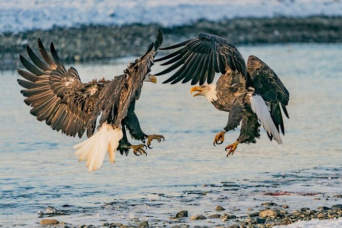 Rafting to Chilkat Bald Eagle Preserve From Haines - Good To Know