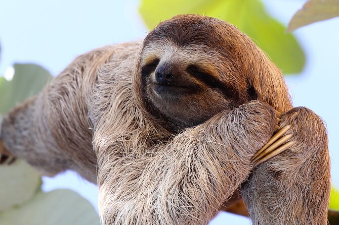 Rainforest Combo - Chocolate - Sloths - Cortes Waterfall - About Your Stay