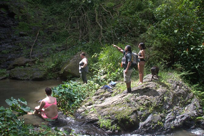 Rainforest Tour in San Juan, Puerto Rico - Overview