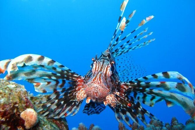 Ras Mohammed Diving Day Trip From Sharm El-Sheikh - Good To Know