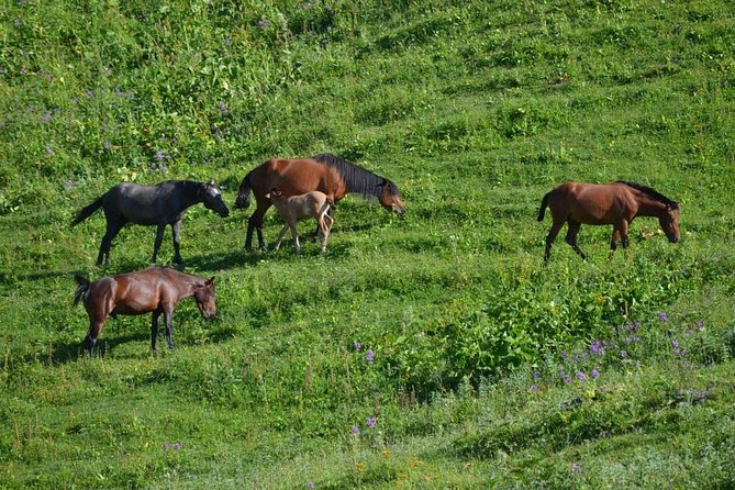 Relaxable and Knowledgeable 9 Days Tour in Azerbaijan - Good To Know