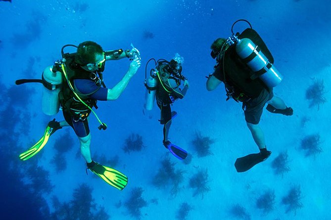 Roatan 1 Tank Shore Dive, Sloth & Monkey Park, City Tour Plus Transportation - Good To Know