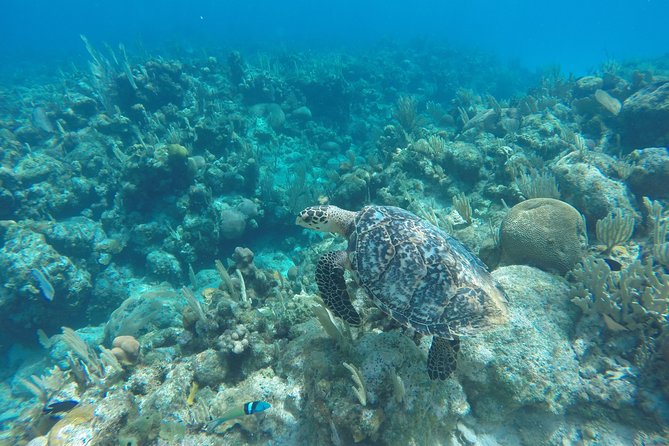 Roatan by Land and Sea - About Your Stay
