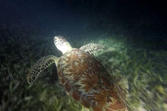 Roatan Snorkeling and City Tour - Tour Overview