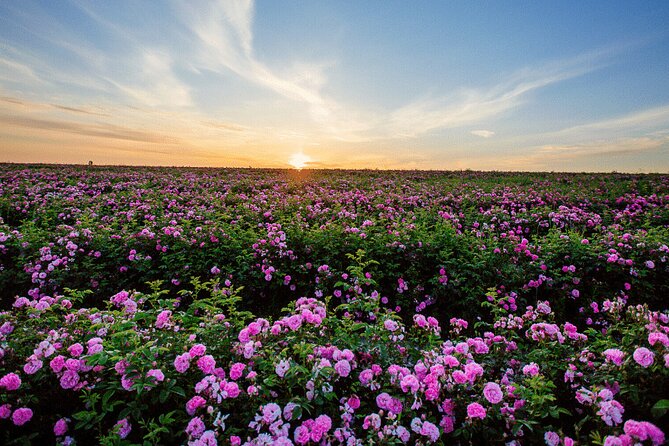 Rose Valey Private Day Trip - Key Points
